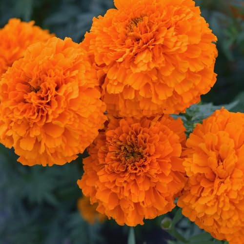 semi di calendula perenni resistenti per il giardino di tagetes rare, decorazione del soggiorno balcone per aiuole rialzate 500pcs