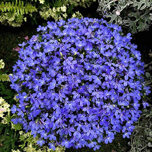 Tapis bleu Lobelia Erinus demi-lune fleurs graines 30+ pour la plantation de jardinage