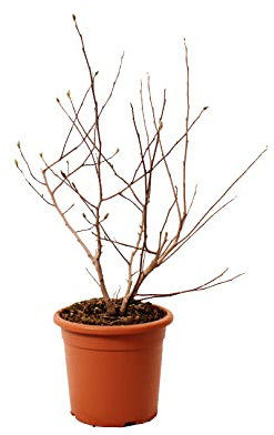 KENTIS - Stern Magnolie - Magnolia Stellata - Blühende Pflanzen für Garten - Echte Balkon Pflanze - Heckenpflanze - Hoch 60-80 cm Topf Ø 24 cm