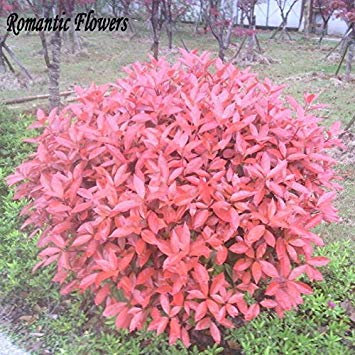 New Home Garden Plant 50 Semi Photinia Fraseri Frasery Serrulata Red Robin Tipluohu semi di fiori