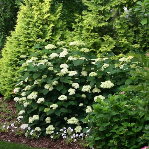 Hydrangea arborescens 'Lime Rickey' - Hardy Deciduous Shrub with Lime Green to White Flower Heads, Ideal for Cutting & Arrangements, Perfect for Garden Borders - 2x 3 Litre Pots by Thompson & Morgan