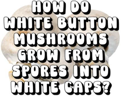 How Do White Button Mushrooms Grow from Spores into White Caps?