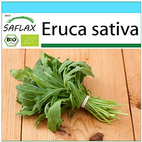 SAFLAX - Kit cadeau - BIO - Roquette - 3000 graines - Avec boîte cadeau/d’expédition, autocollant d’expédition, carte cadeau et substrat de culture - Eruca sativa