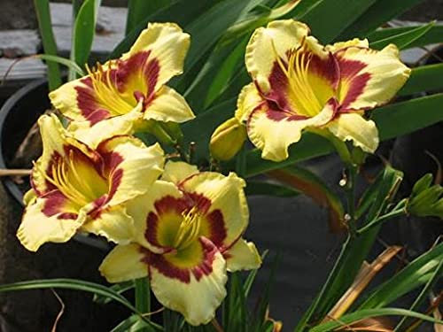Fiori Taglilie 60 Stück