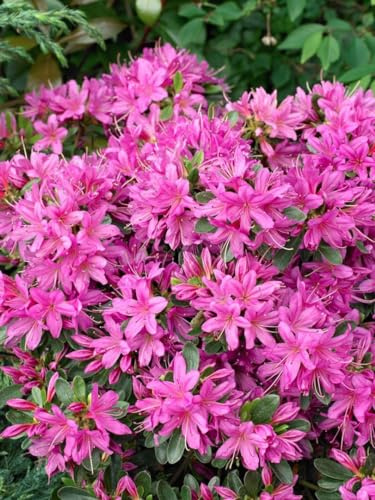 Japanische Azalee Rhododendron obtusum Hatsugiri 30-40 cm winterhart | Kompakter Wuchs, rosarote Blueten, halbschattiger Standort, pflegeleicht, ideal für Vorgarten, Steingarten und Balkon