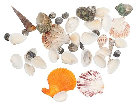 CLISPEED Décorations Naturelles pour Aquariums de Coquilles de Cones et de Mer pour Aménagement Aquatique pour Terrariums et Réservoirs Eau Douce et