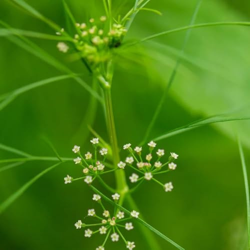 semi di cerfoglio vegetali cerfoglio d'appartamento rare aromatiche invernali sostenibili aromatiche da giardino organiche per la copertura del 150semi