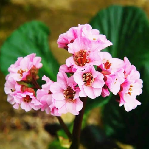 Semi resistenti di Bergenia - balcone giardino 100pcs