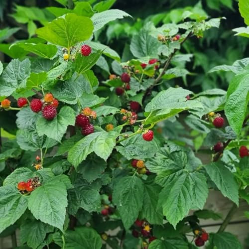 Rubus (Raspberry Tree) 5 Litre Pot Shrub Easy to Grow Your Own Sun Loving Garden Flowering 2X 5 Litre Potted Plant by Thompson & Morgan (2)