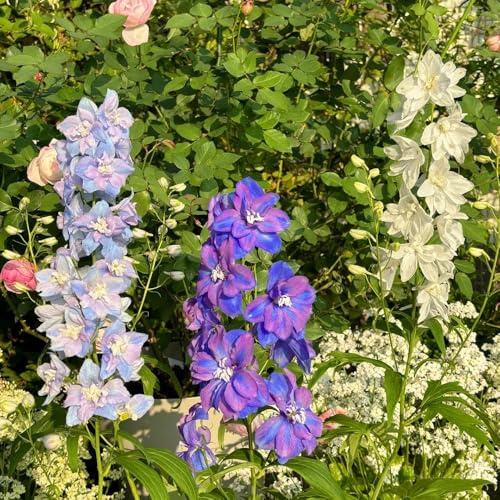 rittersporn winterharte kletterpflanzen gartenkräuter wildblumensamen mehrjährige blumensamen blumensaat balkonpflanzen frühling dachbegrünung kräutersamen balkon garten blumendeko 20samen