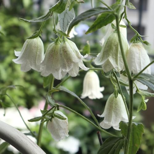 campanule - d'appartamento purificatrici d'aria semi di campanula ombra semi di selvatici resistenti esterno in vaso balcone recisi Arredamento del 500semi
