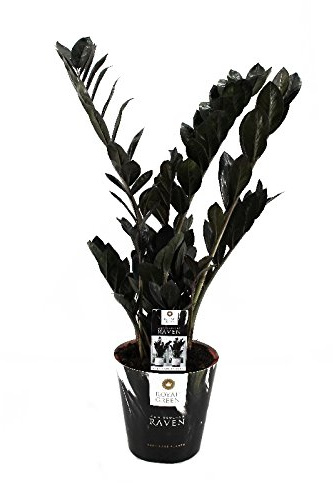Zamioculcas Raven schwarz - Zamio Palme - Zamio Farn 17cm Topf