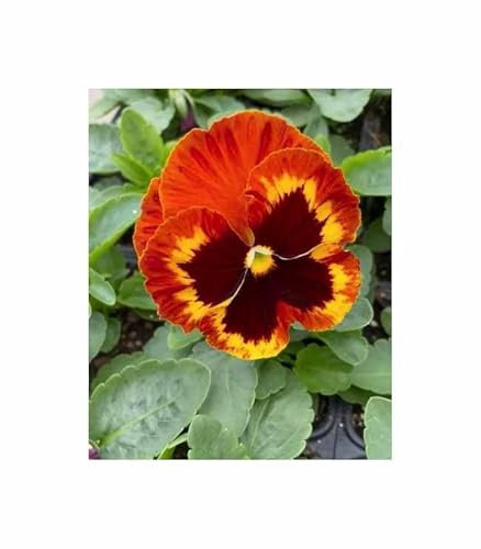 Stk - 150x Stiefmütterchen Flamme Saatgut Garten Pflanzen - Samen F-S425 - Seeds & Plants Shop by Ipsa
