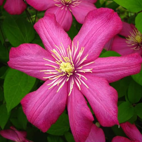 Clematis Ville de Lyon großblütig 2L - Intensiv karminrote Blüten mit goldenen Staubgefäßen