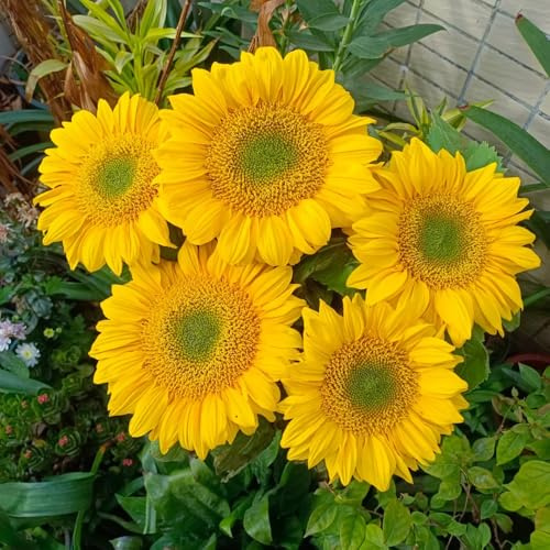 sonnenblumen sonnenblumensamen sonnenblume - hochbeet balkon zimmerpflanze sommerblumen blumensaat winterharte stauden dauerblüher frühlingsblumen mehrjährige blumensamen 85samen