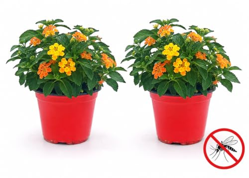 POWERS TO FLOWERS - LANTANA CAMARA ARANCIO 2 PIANTE, VASO 14CM DIAMETRO, piante vere