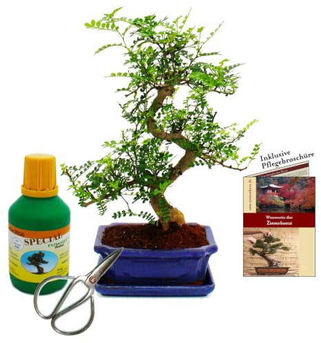 Bonsai Zanthoxylum piperitum ca. 8 Jahre Geschenkset mit Dünger und Schere