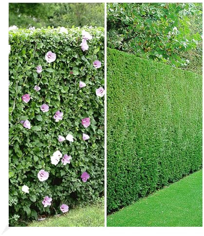 BALDUR Garten Gemischte Hecken-Kollektion, 10 Pflanzen 5 Pflanzen Hibiskus-Hecke und 5 Pflanzen Leyland-Zypressen-Hecke, winterhart, blühend, Hibiscus syriacus, Cupressocyparis leylandii