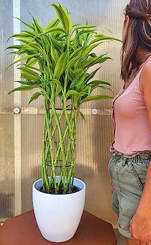 POWERS TO FLOWERS - LUCKY BAMBOO XXL VARIEGATO GIALLO A SPIRALE CILINDRICA, IN VASO CERAMICA BIANCO A RIGHE, Pianta Vera