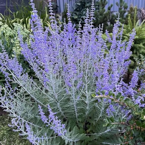 blaurautesamen kräutergarten gartenpflanzen blauraute mehrjährig hochbeet für sonnige plätze wildblumen balkonblume 35pcs