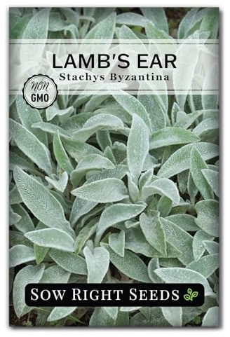 Sow Right Seeds - Lambs Ear Seeds for Planting - Non-GMO Heirloom Packet with Instructions to Grow an Outdoor Flower Garden - Wooly Silver Leaves, Perennial Foliage - Stachys for Rock Gardens (1)