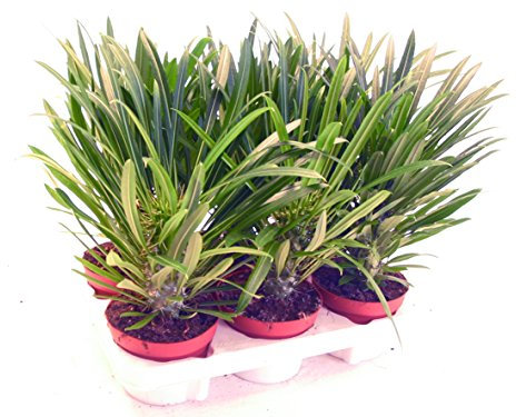 Exotenherz Pachypodium lameri, véritable palmier de Madagascar, pot de 12 cm