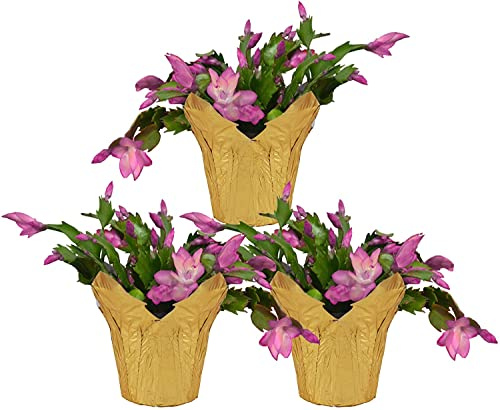 DECOALIVE Set Tres Cactus de Navidad Naturales Mix Colores