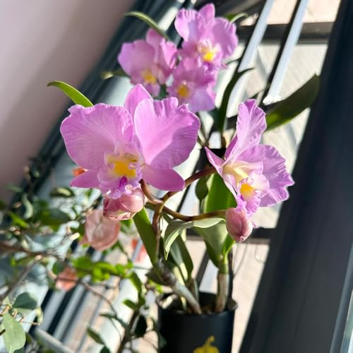 semillas de orquídeas puppy Macizo orgánicas orquídeas catya silvestres balcon semillas de para camas elevadas perenne resistente 200pcs