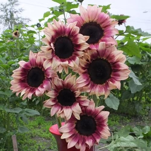sonnenblumen sonnenblumensamen schattenpflanzen garten winterhart frühlingsblumen mehrjährige blumensamen winterharte stauden dauerblüher blumenwiesensaat kräuterpflanzen 30samen