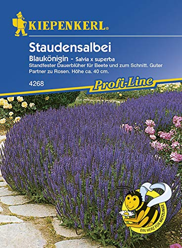 Kiepenkerl 4268 Staudensalbei Blaukönigin (Staudensalbeisamen)