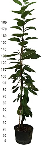 Säulenkirsche `Helene´, kräftige Qualität, 160-180cm im 10 Liter Topf