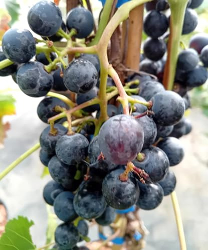Blaue Weintraube Vitis Regent Weinrebe 100-140 cm