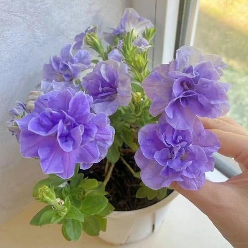 semillas de petunia colgando - resistentes jardín balcón mariposas perennes 550pcs