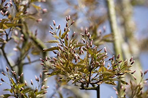 Felsenbirne Amelanchier arborea Robin Hill 80-100 cm winterhart | Sonniger bis halbschattiger Standort, weisse Bluete, Herbstfaerbung, ideal fuer Einzelstellung, robustes Ziergehoelz