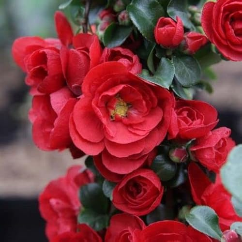 Vivai le Georgiche - Pianta vera di Chaenomeles speciosa Scarlet Storm Mela cotogna giapponese 'Scarlet Storm' - vaso Ø 19 cm - altezza alla vendita 30-40 cm