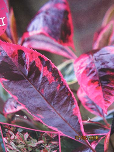 Glanzmispel Louise - Photinia fraseri Louise