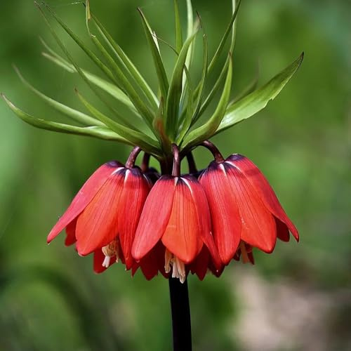 Bulbi di Crown Imperial, esotiche bulbi di da balcone resistenti per il giardino farfalle decorazione da giardino per esterni vecchie varietà 8pcs