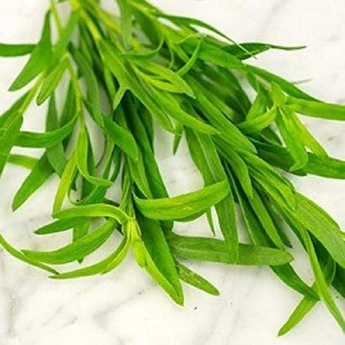 Russian Tarragon Herb Seeds - 200 Count Seed Pack - Non-GMO - A Leafy Green herb widely Used in French Cuisine. Makes a Wonderful Addition to Any herb Garden. - Country Creek LLC