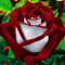Haloppe 100 pz Osiria Rose Fiori Piante Semi per la Piantagione del Giardino di Casa, Rosso Bianco Osiria Rosa Semi di Fiori Casa Giardino Pianta Decor