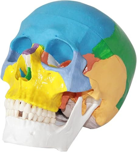MOZ4dxy Buntes menschliches Schädelmodell, lebensgroßes 3-teiliges anatomisches Modell für Medizinstudenten, menschliche Anatomie, Studienkurse, medizinischer Unterricht, Lernen