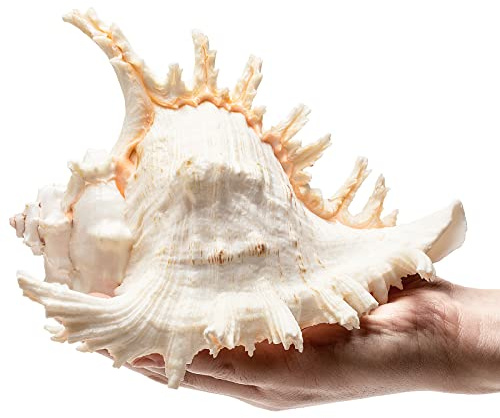 Giant Natural Conch Shell, Murex Ramosus Shell (1 Shell 7.5-9 inches), Large Sea Shell for Vase Filler, Air Plants, Home Decor, Wedding Decor Beach Theme Party, Aquarium Decoration Accessories