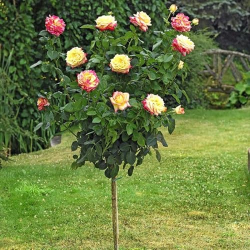 AMDGarden Pianta Rosa Oriental Peace ® Meilland Alberello Gialla Rossa Vaso 24 cm h 120 cm