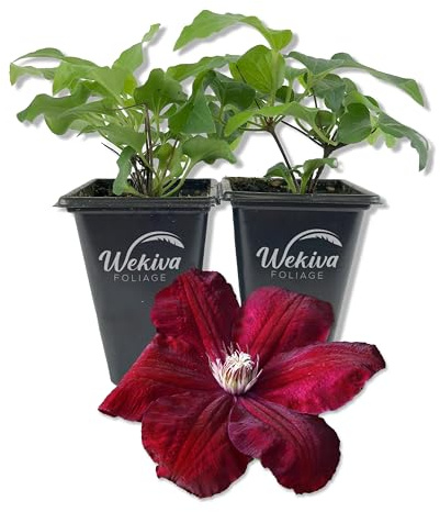 Clematis Rouge Cardinal - 2 Live Starter Plants in 2 Inch Growers Pots - Starter Plants Ready for The Garden - Rare Clematis for Collectors