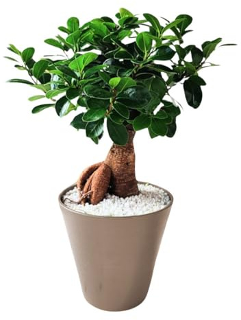 I GIARDINI DI GIULIA - Bonsai Ficus Ginseng in Idrocultura | Pianta d'Appartamento Decorativa in Perlite | Facile Cura e Purificazione Aria | Vaso Resina 16 cm | Altezza 35 cm (Vaso Beige)