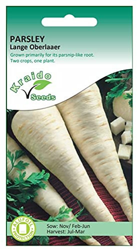 Parsley (Root) Seeds Lange Oberlaaer Petroselinum Crispum 500 Seeds Grow Your Own Vegetable Perfect for Outdoor Growing in Raised Beds or in Large Pots and Containers