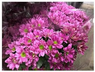 JARDIN202 - Margarita Crisantemo | Flor Natural | Crisantemo Bacardi | Ramo de 5 tallos | 70cm de alto | Rosa