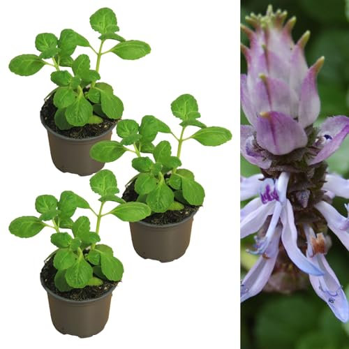 Carbeth Plants Coleus Canina Scaredy Cat Plant - 3 x 10.5cm Flower Pots - Perennials Plants Outdoor Garden Ready - Bedding Summer Plant for Graden Border