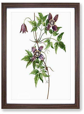 Alpine Clematis Flowers by Pierre-Joseph Redoute Framed Print | A2 Walnut Framed Wall Art | Ready to Hang | Modern Floral Picture | Living Room Bedroom Lounge Office