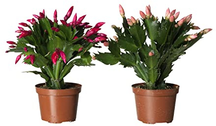 Duo de Cactus de la Navidad DECOALIVE con Flores de Colores