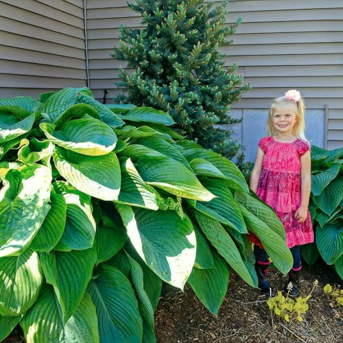 FLORIUM - Riesen Hosta Kollektion (5 Pflanzen), Mehrjährig mischung von 5 Funkien Sorten, große Winterharte Stauden aus Holland, Für Beete und Rabatten (kein Samen, zwiebeln) Perfekt im Schatten